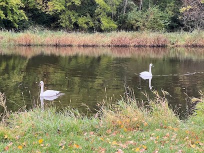 Live Swan Enclosure