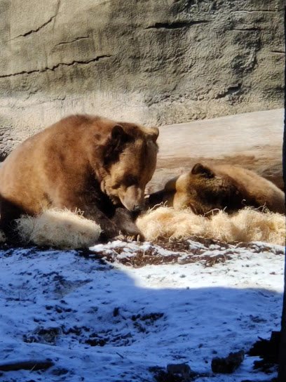 Susie’s Bear Hollow