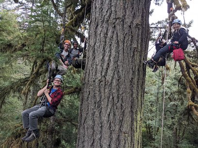 Tree Climbing at Silver Falls