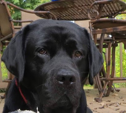 Loyal Labrador Lounge