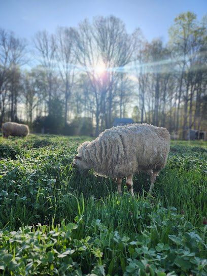 Ewe on the Farm