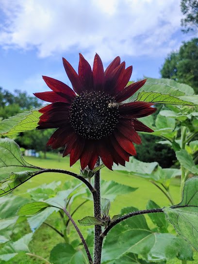 The Lavender On K&S Farm